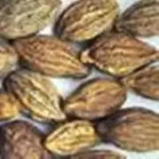Haritaki-Terminalia Chebula Black Myrobalan,Chebulic Myrobalan Harde SEEDS 3.5oz