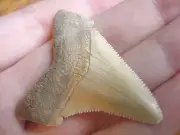 (s1029) 1-7/8" Angustidens Collector SHARK TOOTH fossil specimen I love sharks