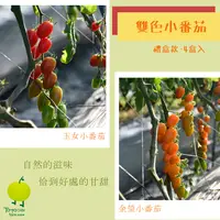 在飛比找台灣好農優惠-【踏踏青農場】雙色小番茄(600g/盒)(玉女x2+金瑩x2