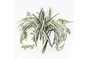 Willow & Silk Artificial/Faux Green Home Decor Hanging Spider Bush/Plant 60cm