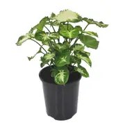 125mm Arrowhead Plant - Syngonium podophyllum Pixie