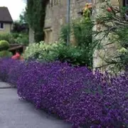 Lavender MUNSTEAD 50 Seeds Dwarf 40cm Hardy Borders Bees