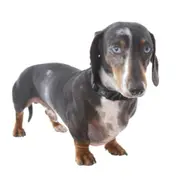 PuppCo Velvet Deuxe Dog Collar