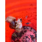 原生蝸牛 白玉蝸牛白玉蝸牛 專用鈣土 寵物飼養土新興寵物 蝸牛模型