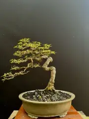 Bonsai Timonius Sp | Bonsai Tree | Bonsai Premna | Style Cascade | juniperus