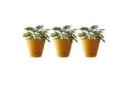 3x Northcote Pottery Leonard 20x18cmSelf Watering Plant Pot Garden Decor Yellow