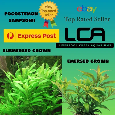 LCA - Pogostemon sampsonii Live Aquarium Plants Fertiliser Pond Shrimp