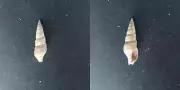 #0044 Ophiodermella Ophioderma, Alamitos Bay, California, 34.8mm Sea snail shell