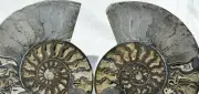 Large Black Cut Split Ammonite Pair XXL 212mm 110myo FOSSIL 8.5" n2524uu