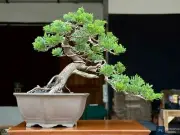 Bonsai Juniperus Chinenesis | Bonsai Tree | Bonsai Premna | Bonsai Beautiful