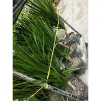 在飛比找蝦皮購物優惠-☈綠玫☈觀葉植物☈龍鐵樹-8吋(高約50-80公分)☈