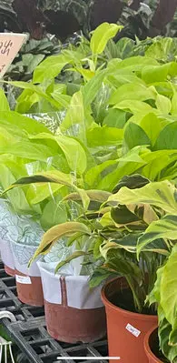 在飛比找Yahoo奇摩拍賣-7-11運費0元優惠優惠-泰國日出5吋實物拍攝 蔓綠絨 雨林植物 室內植物小品盆栽 辦