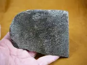 (DF-370-8) 10 oz Fossil REAL DINOSAUR Bone Slice Jurassic I love dinos fossils