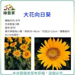 【綠藝家】H41.大花向日葵種子5顆