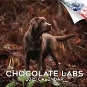 Chocolate LABRADOR RETRIEVER Wall Calendar 2025 DOG PET Animal Lover Gift