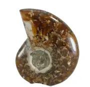 Ammonite Cleoniceras Polished (EA9338) Fossil Shell Cretaceous Madagascar