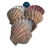 Natural Lion Paw Scallop Nautical Beach Craft Sea Shell 5"-5 1/2"(11 Pair) #26