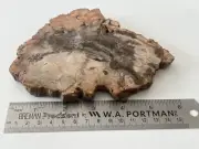 KCGS Petrified Wood Thick Slab from Madagascar US SELLER #1628