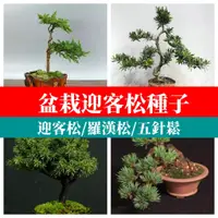 在飛比找蝦皮購物優惠-🌼盆栽松樹種子大全 造景風景樹種子（迎客松種子羅漢松真柏發財