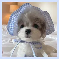 在飛比找蝦皮購物優惠-INS韓國miu風公主藍格子吊帶裙配套帽子 狗狗貓咪均碼綁帶