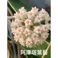 在飛比找蝦皮購物優惠-🌸毬蘭🌸阿庫塔葉藝（圖一為開花照，販售小苗隨機出貨）