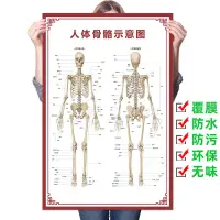在飛比找蝦皮購物優惠-人體骨骼圖大掛圖器官示意圖內臟結構圖穴位圖人體肌肉解剖圖海報