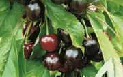Buy Cherry Tree Black Boy - Prunus avium