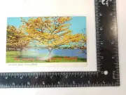 Florida FL Golden Shower Trees Springtime Postcard Old Vintage Card View Post PC