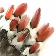 Natural Orange Tipped Lady Amherst Pheasant Feather Plumage x 10pcs