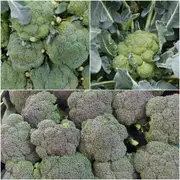 Broccoli - Albert seeds