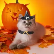 Halloween Pet Cat Costumes Wizard Set Suit Transfiguration Hat Bib Holiday