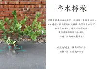 在飛比找Yahoo!奇摩拍賣優惠-心栽花坊-香水檸檬/8吋/檸檬品種/嫁接苗/水果苗/售價36