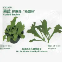在飛比找Yahoo!奇摩拍賣優惠-台灣MCW嚴選-無菊苣 綠捲鬚 綠蕾絲 種子-種子花苗
