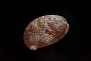 Sea shell -haliotis squamosa 38-m.m. f++