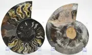 Large Black Ammonite Pair Deep Crystals 110myo Dino age FOSSIL 141mm 5.6" e3445a