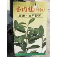 在飛比找蝦皮購物優惠-勿直接下標 清華桂 玉桂 肉桂苗 樹苗 盆栽 肉桂皮 肉桂葉