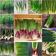 Onion (Spring) - Heirloom Mix seeds