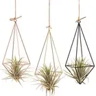 Plant Stand Air Plant Holder Glass Terrarium Plant Propagation Station