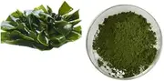 Kelp Granules Kelp Meal Sea Kelp Kombu Powder Laminaria Japonica Kelp Extract Powder (7 oz)