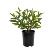 140mm Pepino Gold - Solanum muricatum