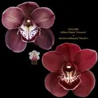 Cymbidium Seedling JG21305 (Khan Flame 'Tuscany' x Barrita Inflamed 'Nicole')