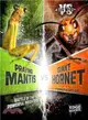 Praying Mantis vs. Giant Hornet ─ Battle of the Powerful Predators