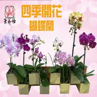 在飛比找momo購物網優惠-【蘭藝坊】蝴蝶蘭2.5吋開花株-一箱5株(蝴蝶蘭)