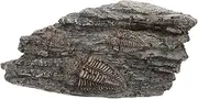 Healifty Resin Trilobite Specimen Decor Lightweight Paleontological Ornament for Home and Landscape Decor Safe and Sturdy Material for Teaching and Display