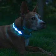 BLAZIN Brightest Light up Dog Collars - the Original LED Dog Collar with 1,000 F