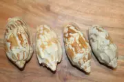 BAT VOLUTES / Craft Seashells / Mothers Day Gift Collectible Whole Seashells