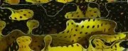 Canary Water Mesh BTW23KSM Acrylic (2 pc) Knife Scales 1/4" x 1 1/2" x 5"