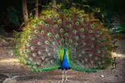 Wild Peacock With Feathers Train Erect Spread Photo Poster 18x12