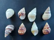 #B22 Lot of 8 different Liguus, approx 41-52mm land snail shells