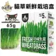 DogCatStar汪喵星球 貓草新鮮栽培盒65g 長超快 5天收成 貓草 貓零食『WANG』